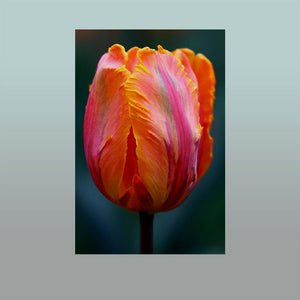 Solo Rainbow Tulip Image - Andrew Moor Photography