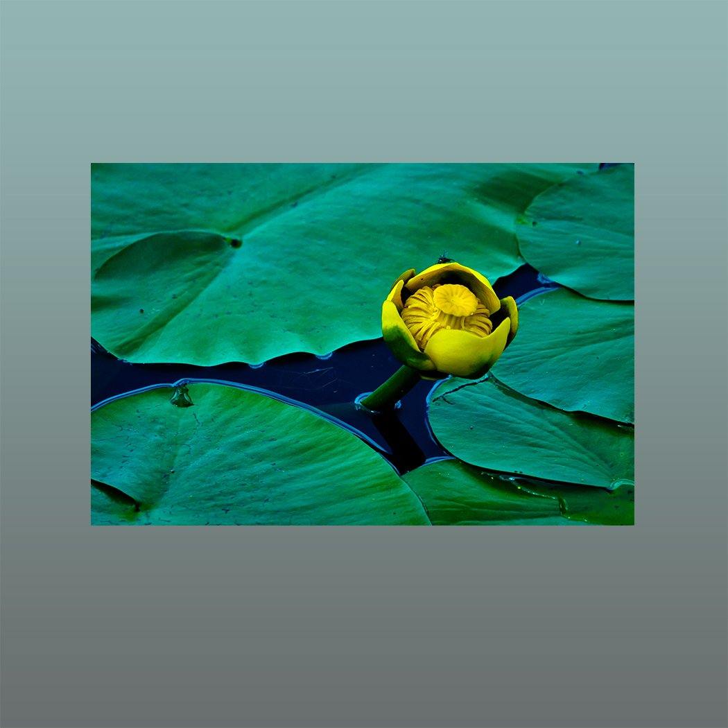 Solo Yellow Water Lily Canvas Main - Andrew Moor Photography