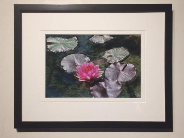 Solo Pink Water Lily - framed - Andrew Moor Photography