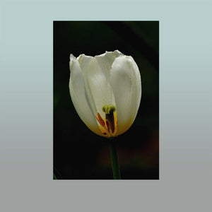 Tulip Cutaway Image - Andrew Moor Photography