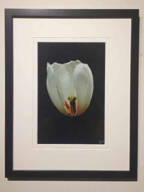 Tulip Cutaway - framed - Andrew Moor Photography