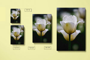 White Parrot Tulip Canvas Compare Main - Andrew Moor Photography