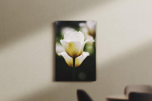 White Tulip Canvas Main - Andrew Moor Photography