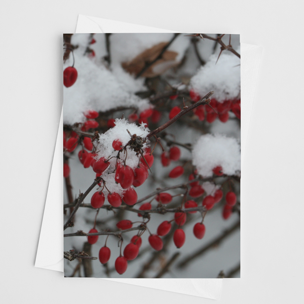 Winter Berries Card - Andrew Moor Photography