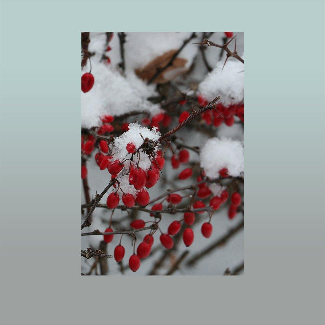 Winter Berries Image - Andrew Moor Photography