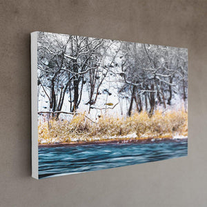 Winter Rivergrass - Canvas print - White Edges - Andrew Moor Photography