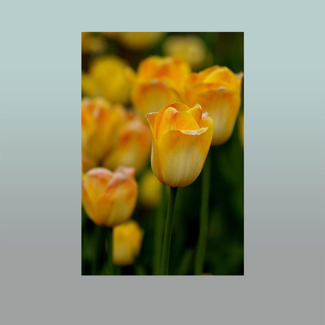 Yellow Tulips Image - Andrew Moor Photography