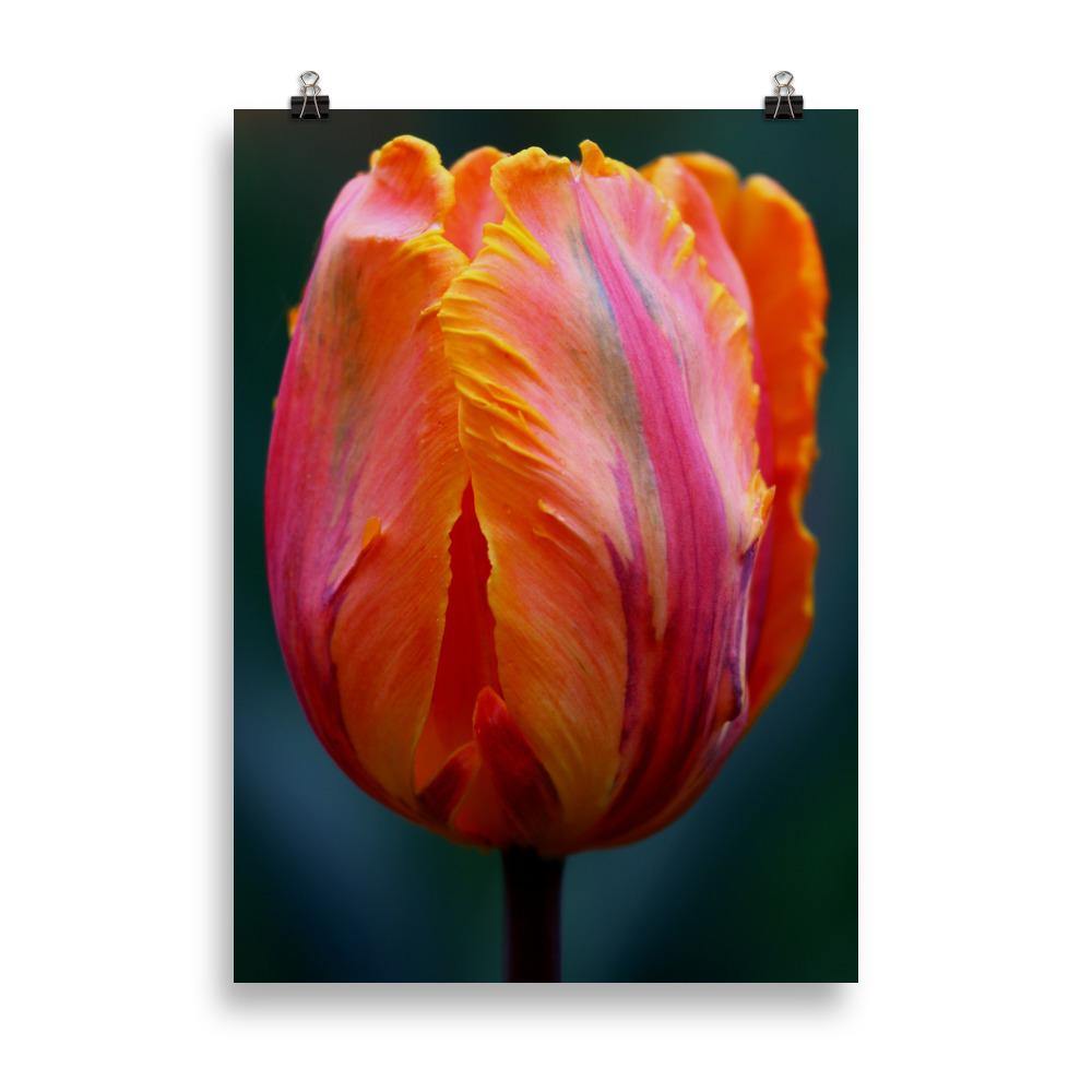 50 X 70cm Parrot Tulip Poster - Andrew Moor Photography