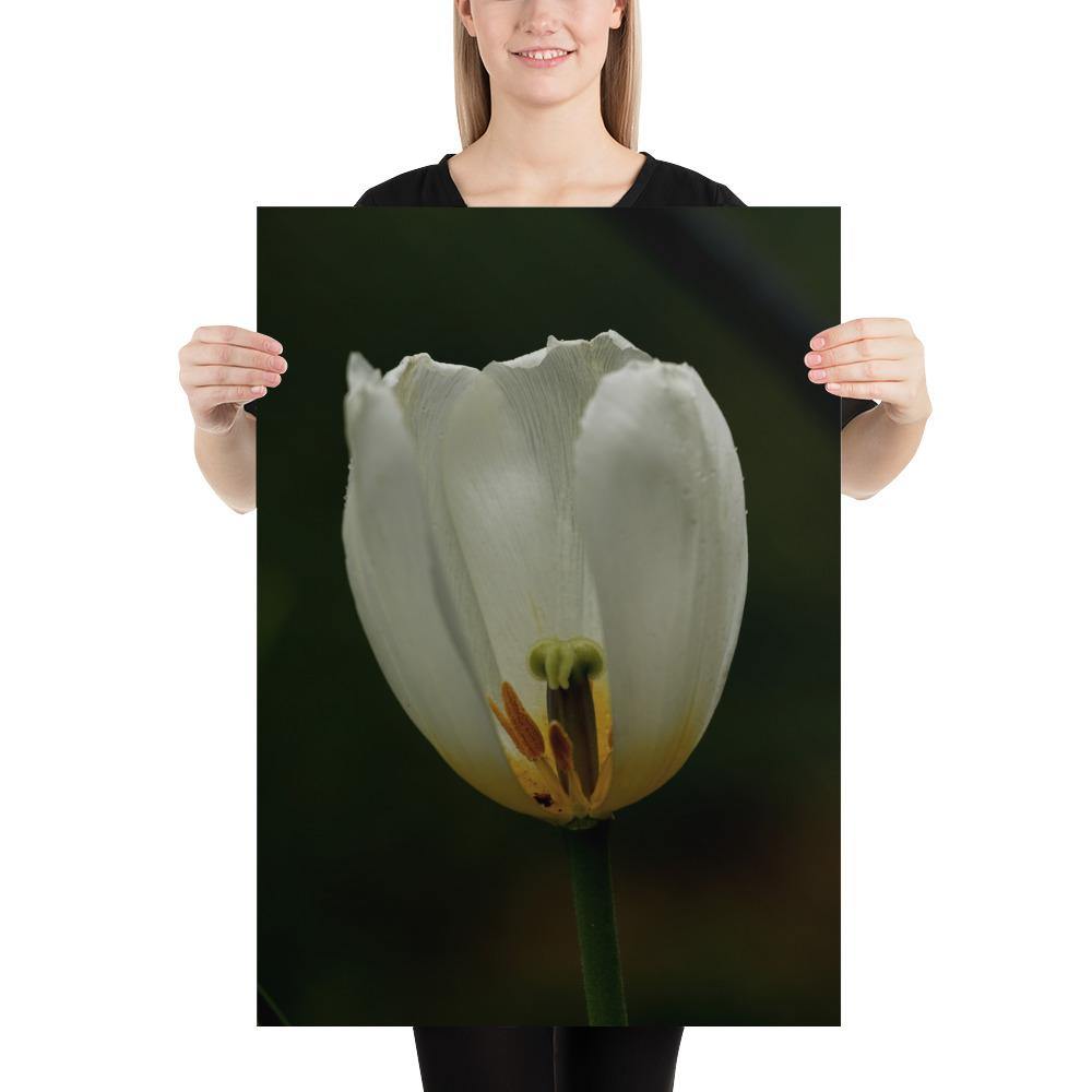 50 x 70cm Tulip Cutaway Poster - Andrew Moor Photography
