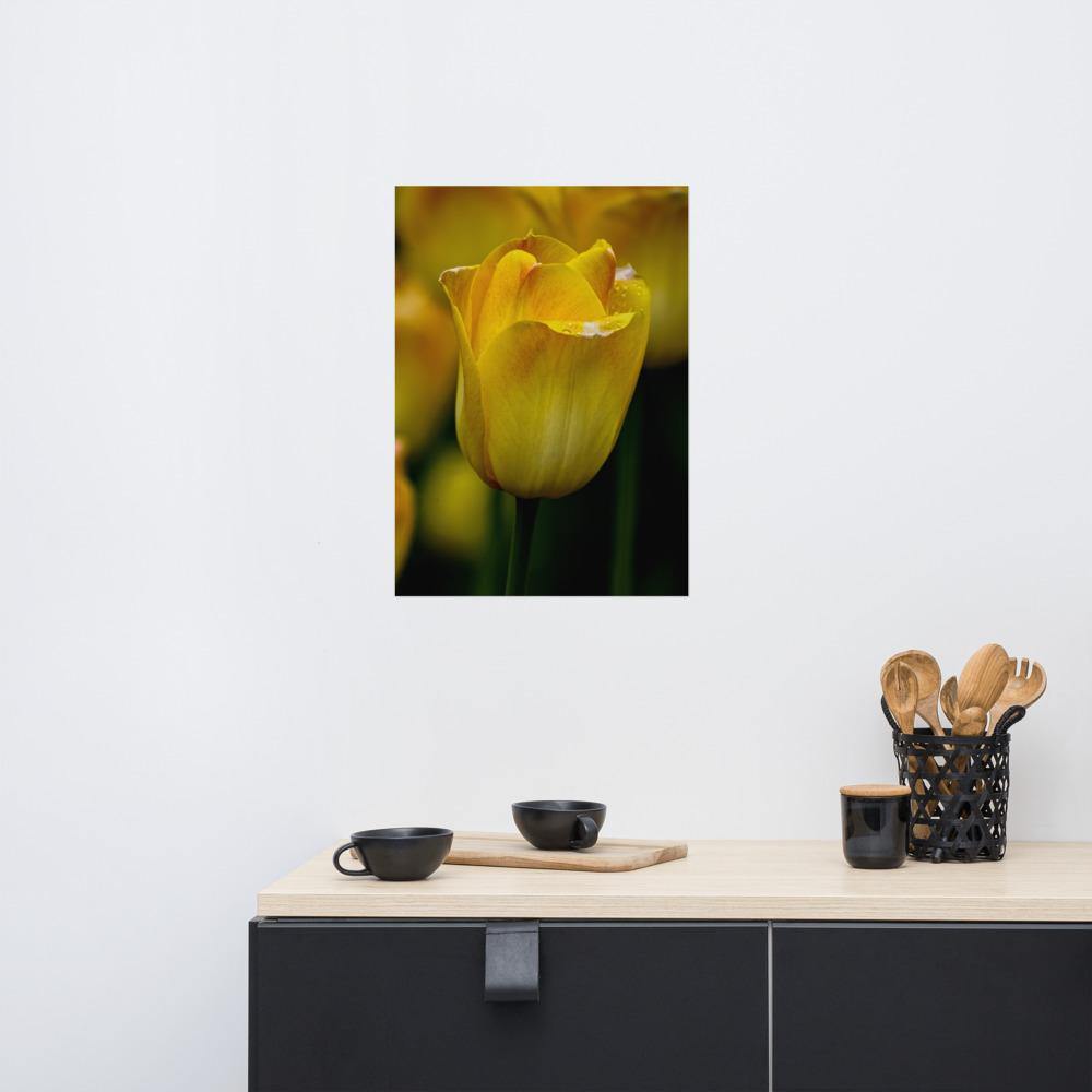 50 x 70 Solo Yellow Tulip Poster - Andrew Moor Photography