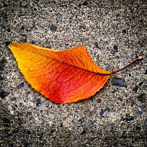 Solo Leaf Print  32 X 32 - Andrew Moor Photography